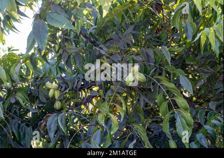 Piantagione di noci pecan vicino a Paphos con noci verdi immature, Cipro Foto Stock