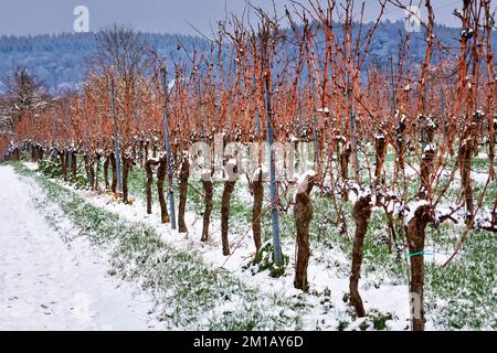 Filari di vigneti vuoti coperti di neve in inverno Foto Stock