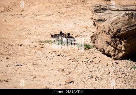 Pulcini di anatra Australiana di legno (Chenonetta jubata) a Sydney, NSW, Australia (Foto di Tara Chand Malhotra) Foto Stock
