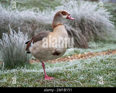 Un'oca egiziana (Alopochen aegyptiaca) in piedi su una gamba su erba coperta di ghiaccio a Richmond Park, Surrey, Regno Unito. Foto Stock