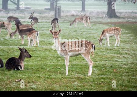 Giovani daini in inverno a Richmond Park, Surrey, Regno Unito. Foto Stock