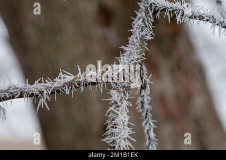 Splendide colonne di cristallo di ghiaccio formarono un'imboscata a Richmond Park, nel Regno Unito, dopo una fredda notte d'inverno. Foto Stock