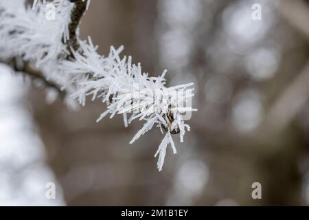 Splendide colonne di cristallo di ghiaccio formarono un'imboscata a Richmond Park, nel Regno Unito, dopo una fredda notte d'inverno. Foto Stock