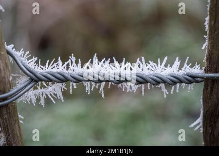 Splendide colonne di cristallo di ghiaccio formarono un'imboscata a Richmond Park, nel Regno Unito, dopo una fredda notte d'inverno. Foto Stock