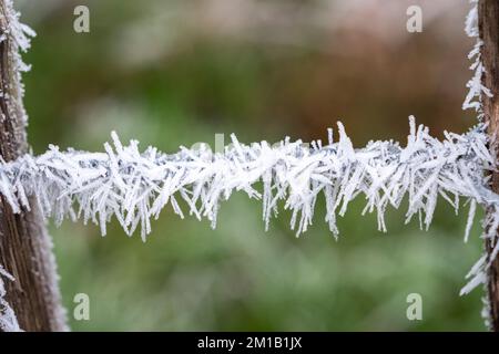 Splendide colonne di cristallo di ghiaccio formarono un'imboscata a Richmond Park, nel Regno Unito, dopo una fredda notte d'inverno. Foto Stock