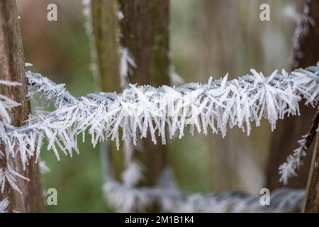 Splendide colonne di cristallo di ghiaccio formarono un'imboscata a Richmond Park, nel Regno Unito, dopo una fredda notte d'inverno. Foto Stock