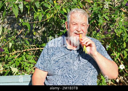 Uomo anziano o anziano seduto fuori e che mangia una carota cruda. Foto Stock