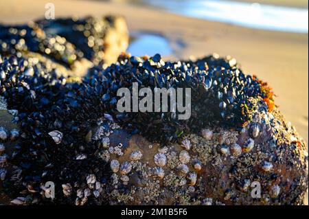 Colonia di cozze molluschi bivalvi commestibili su rocce sottomarine visibile durante la bassa marea sulla spiaggia sabbiosa di Magoito, Portogallo, zona di Lisbona Foto Stock