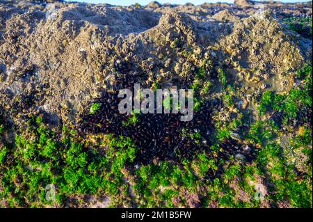 Colonia di cozze molluschi bivalvi commestibili su rocce sottomarine visibile durante la bassa marea sulla spiaggia sabbiosa di Magoito, Portogallo, zona di Lisbona Foto Stock