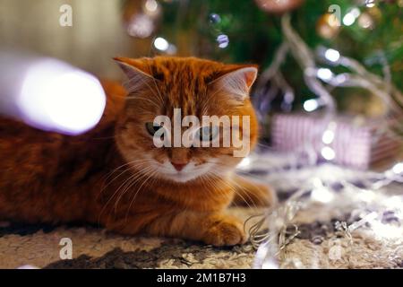 Primo piano di gatto zenzero sdraiato da albero di Natale giocando con le luci a casa. L'animale domestico curioso sta avendo divertimento. Vacanze invernali di nuovo anno Foto Stock