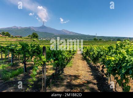 Santa Venerina, Sicilia, Italia - 24 luglio 2020: Vigneti siciliani con eruzione del vulcano Etna su sfondo siciliano, Italia. Terra rurale siciliana Foto Stock