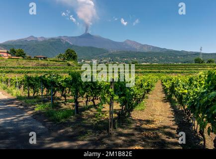 Santa Venerina, Sicilia, Italia - 24 luglio 2020: Vigneti siciliani con eruzione del vulcano Etna su sfondo siciliano, Italia. Terra rurale siciliana Foto Stock