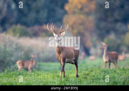 Cervo rosso giovane (cervus elaphus) con piccole corna in piedi sul prato con le ciglie femminili sullo sfondo. Fauna selvatica in habitat naturale Foto Stock