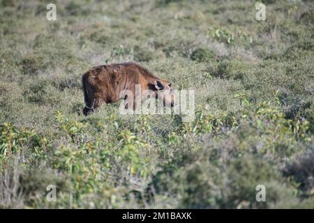 Capo bufalo (Syncerus caffer) pascolo di vitello Foto Stock