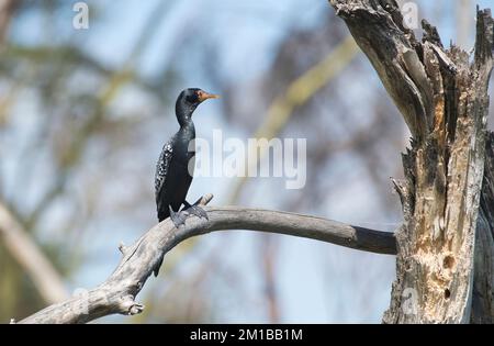 Cormorano a coda lunga (Phalacrocorax africanus), noto anche come cormorano di canna Foto Stock