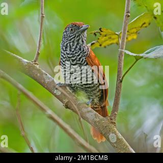 Antshrike di castagno Foto Stock