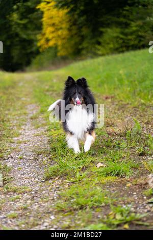 Sheltie shetland cane da pastore che corre verso di voi su un sentiero verde Foto Stock