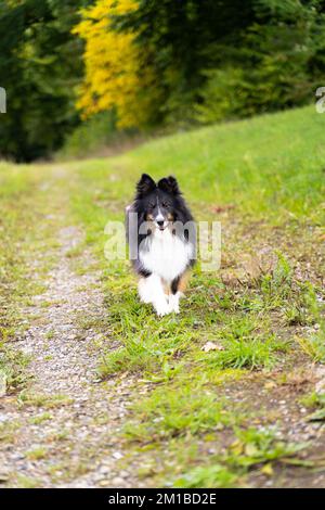 Sheltie shetland cane da pastore che corre verso di voi su un sentiero verde Foto Stock