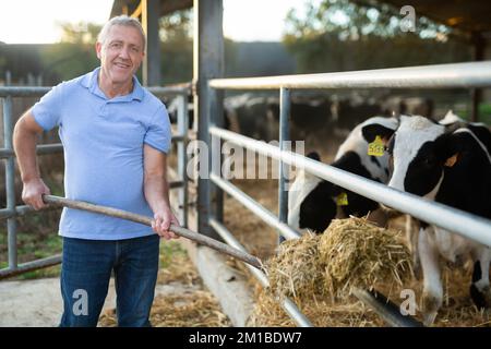 L'agricoltore nutre le mucche con erba fresca in una stalla di caseificio Foto Stock