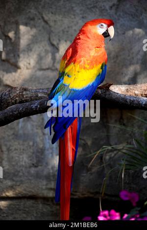 Scarlatto Macaw seduto su un ramo di albero per un ritratto di uccello. Foto Stock