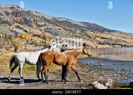 Cattle Rancher conduce cavalli 'Quarter' all'acqua, raccogliendo mucche da pascoli estivi, Fish Lake, Wasatch Mountain Range, Utah. Foto Stock