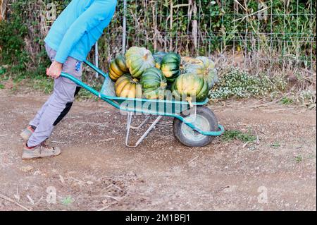 Uomo che trascina una carriola pesante piena di zucche organiche pronto per il consumo. Foto Stock