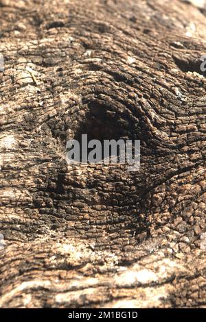 Sfondo dell'immagine, superficie e dettagli della texture della pelle di albero ruvida. Foto Stock