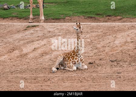 Giraffe vitello riposante sul campo a San Diego Safari Park Foto Stock