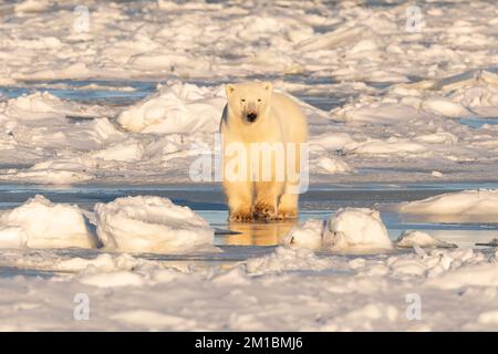 Polar Bear in piedi su ghiaccio, Hudson Bay Foto Stock