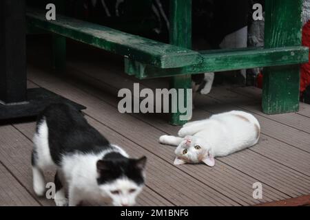 genzero-bianco gatto posa, grigio-bianco gatto in piedi e bianco-nero gatto camminare Foto Stock