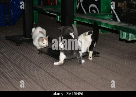 gatti zenzero-bianchi, grigio-bianchi e nero-bianchi che giocano Foto Stock