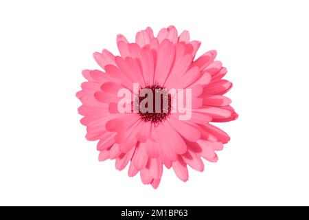 Margherita magenta o rosa, camomilla o Gerbera isolato su sfondo bianco. Testa di fiore di camomilla primo piano. Messa a fuoco profonda. Fiore tonato in colore trendy di Foto Stock
