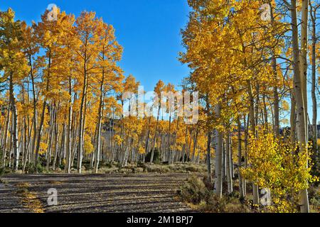 Quaking Aspens 'Pando Clone', luce di pm, anche conosciuto come trembling Giant, Sevier County, Utah. Foto Stock