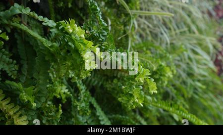 verde estetico piante ornamentali sulla parete Foto Stock