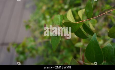 verde estetico piante ornamentali sulla parete Foto Stock