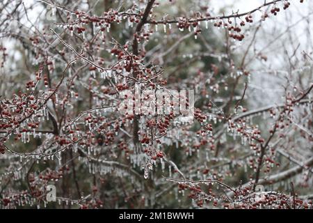 Primo piano dei rami e delle bacche rosse di un albero di ananas Prairie Fire coperto da uno strato di ghiaccio con le ciclicole che gocciolano verso il basso all'inizio della primavera a Wisc Foto Stock