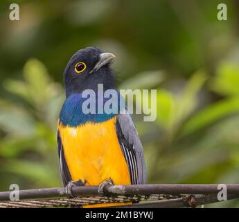 Il trogon guarnito o il trogon violaceo settentrionale (Trogon caligatus) al Parco Nazionale di Carara, Costa Rica Foto Stock