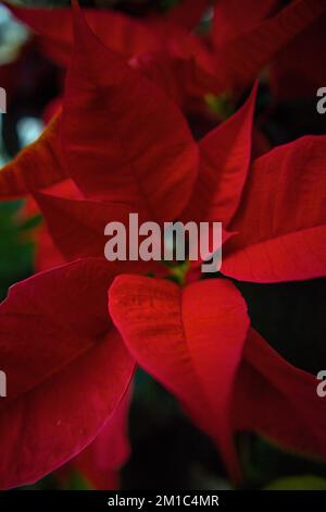 Primo piano delle poinsettie rosse e bianche Foto Stock