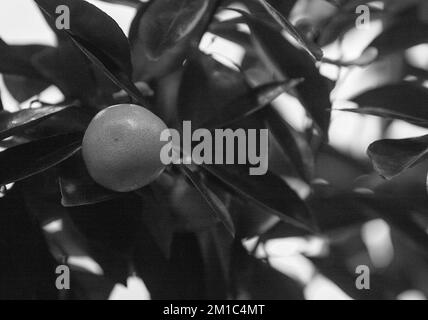 fondo frutta bianco e nero Foto Stock