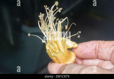 Primo piano del caduto fiore di Durio zibethinus Foto Stock