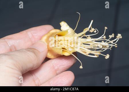 Primo piano del caduto fiore di Durio zibethinus Foto Stock