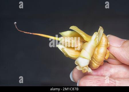 Primo piano del caduto fiore di Durio zibethinus Foto Stock