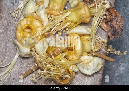 Primo piano del caduto fiore di Durio zibethinus Foto Stock