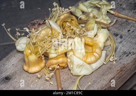 Primo piano del caduto fiore di Durio zibethinus Foto Stock