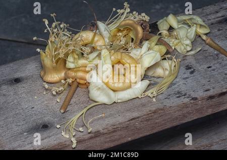 Primo piano del caduto fiore di Durio zibethinus Foto Stock