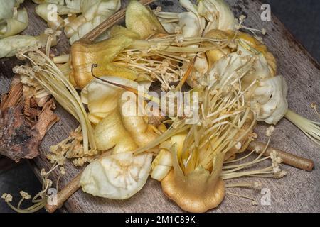 Primo piano del caduto fiore di Durio zibethinus Foto Stock