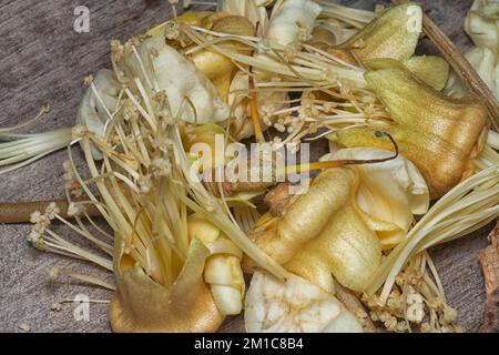 Primo piano del caduto fiore di Durio zibethinus Foto Stock