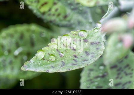 primo piano della pianta succulenta di kalanchoe gastonis-bonnieri bagnata Foto Stock