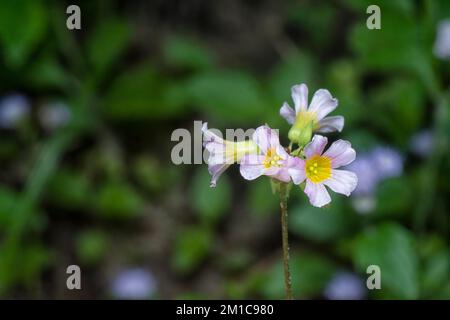 primo piano del piccolo fiore di oxalis barrelieri Foto Stock