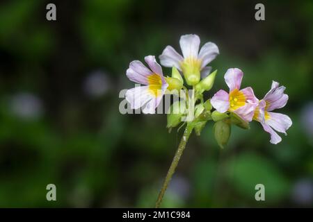 primo piano del piccolo fiore di oxalis barrelieri Foto Stock